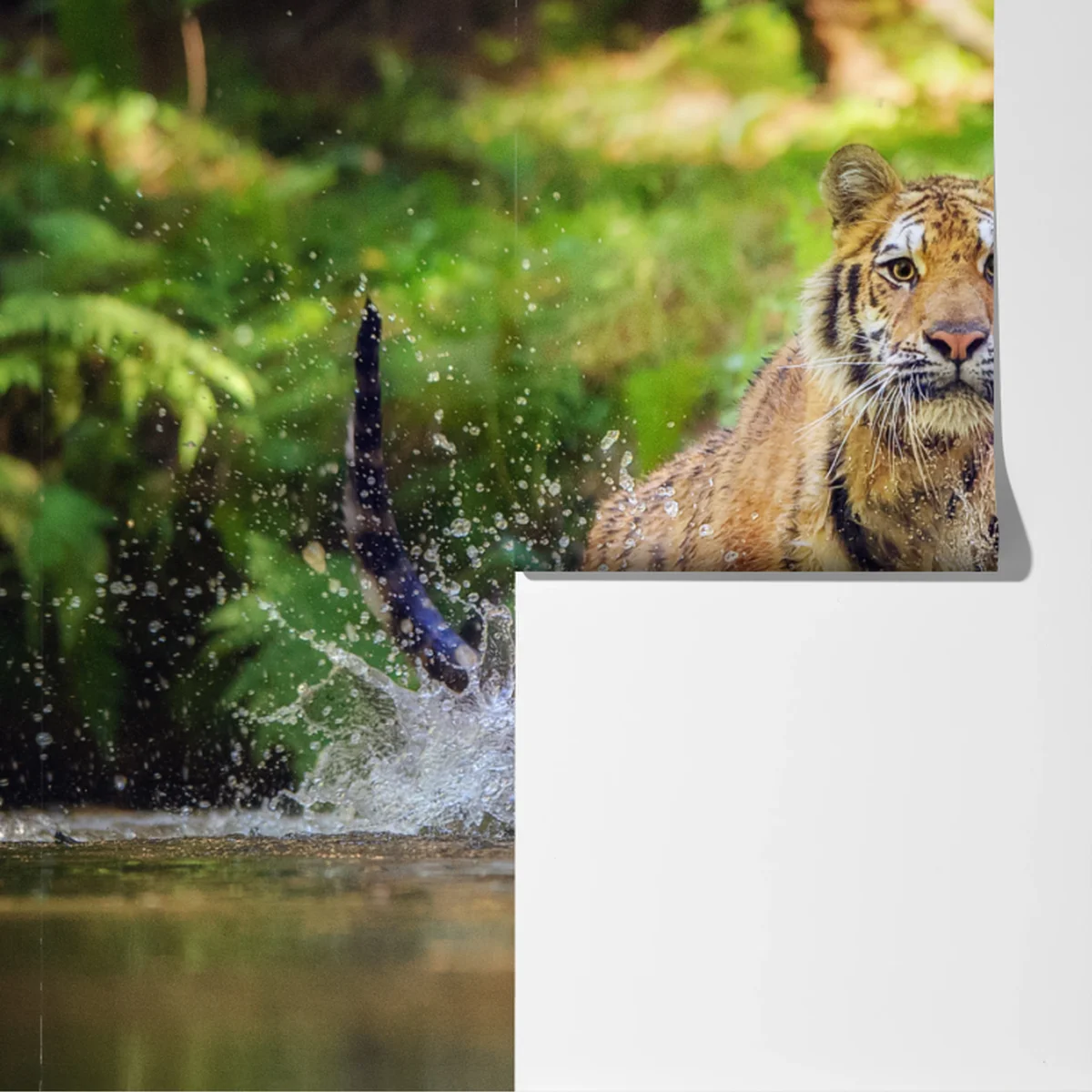 Fototapete majestätischer tiger im waldbach Fototapete majestätischer tiger im waldbach