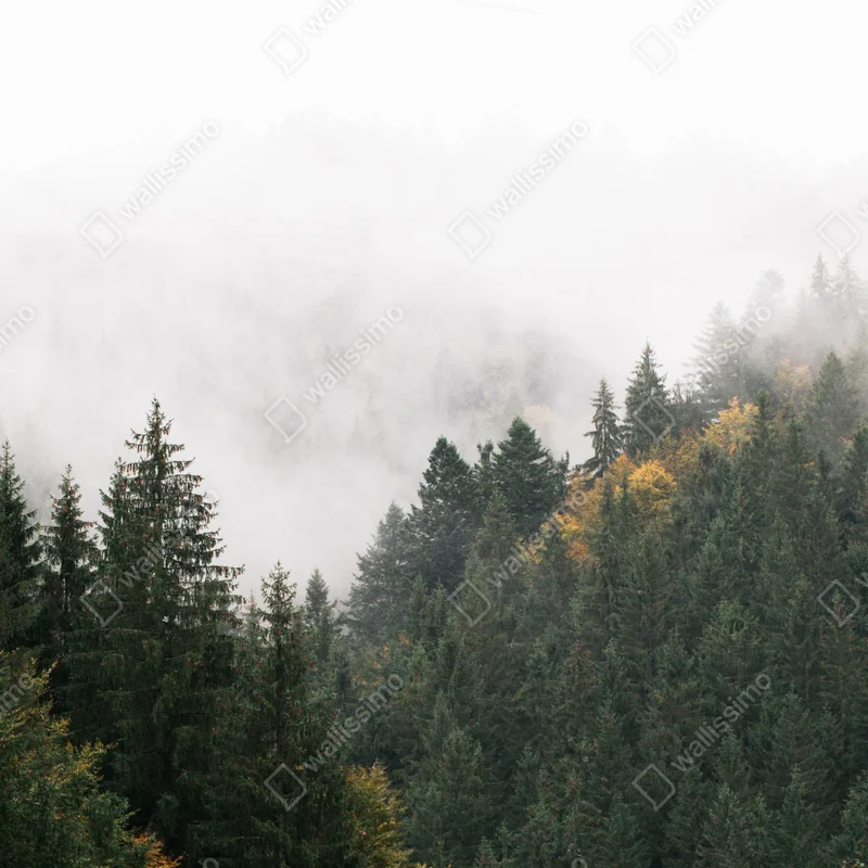 Fototapete nebliger bergwald im dunst Fototapete nebliger bergwald im dunst