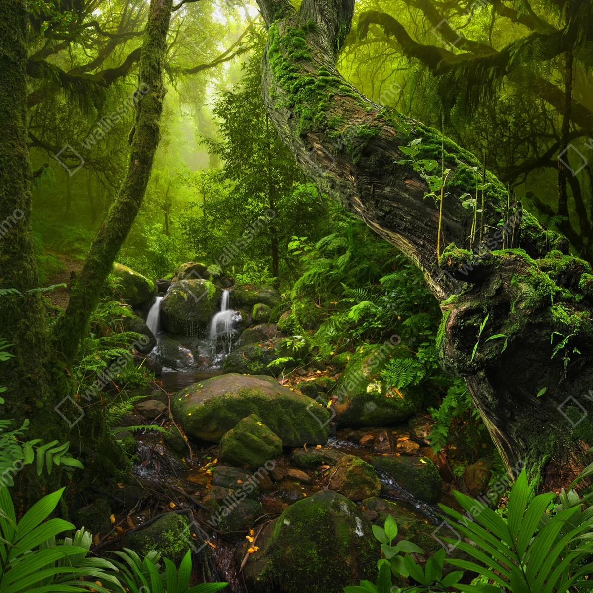 Fensteraufkleber moosiger waldbach im morgenlicht Fensteraufkleber moosiger waldbach im morgenlicht