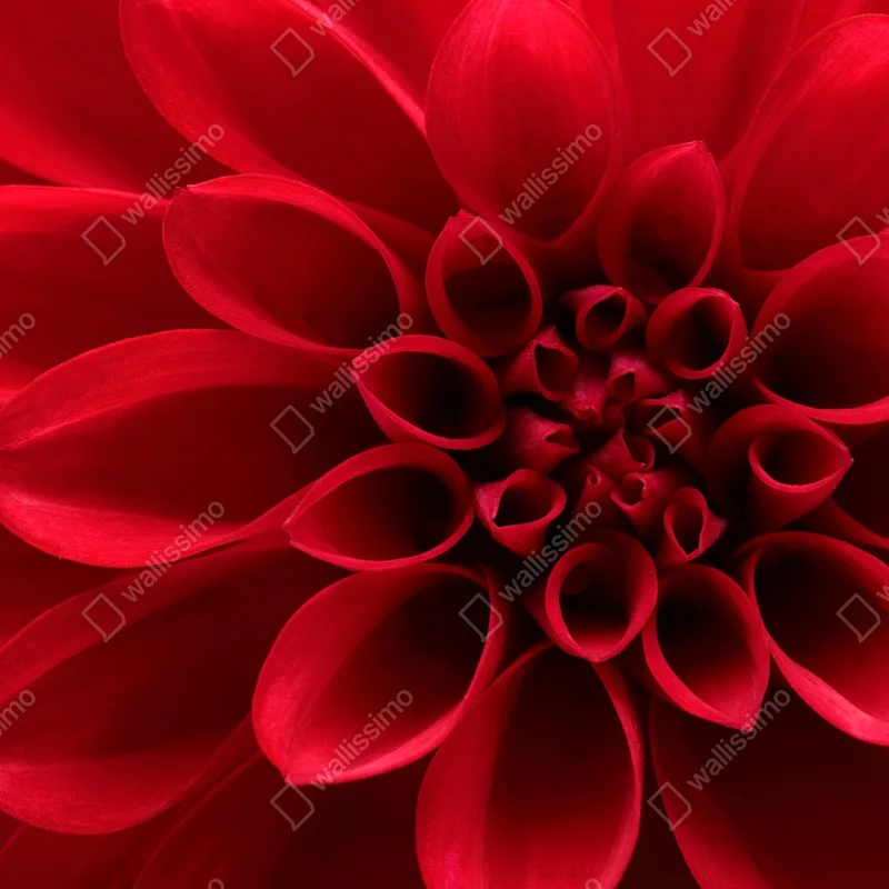 Leinwandbild nahaufnahme einer roten dahlie Leinwandbild nahaufnahme einer roten dahlie