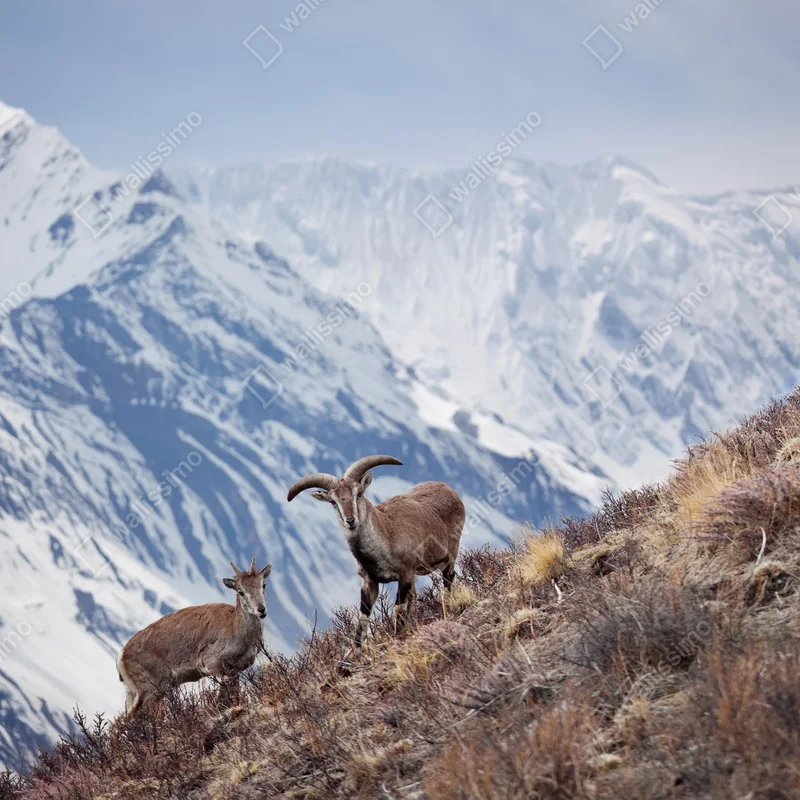 Repositionierbarer Aufkleber wilde blaue schafe an einem hang im Himalaya, Manang, Nepal Repositionierbarer Aufkleber wilde blaue schafe an einem hang im Himalaya, Manang, Nepal