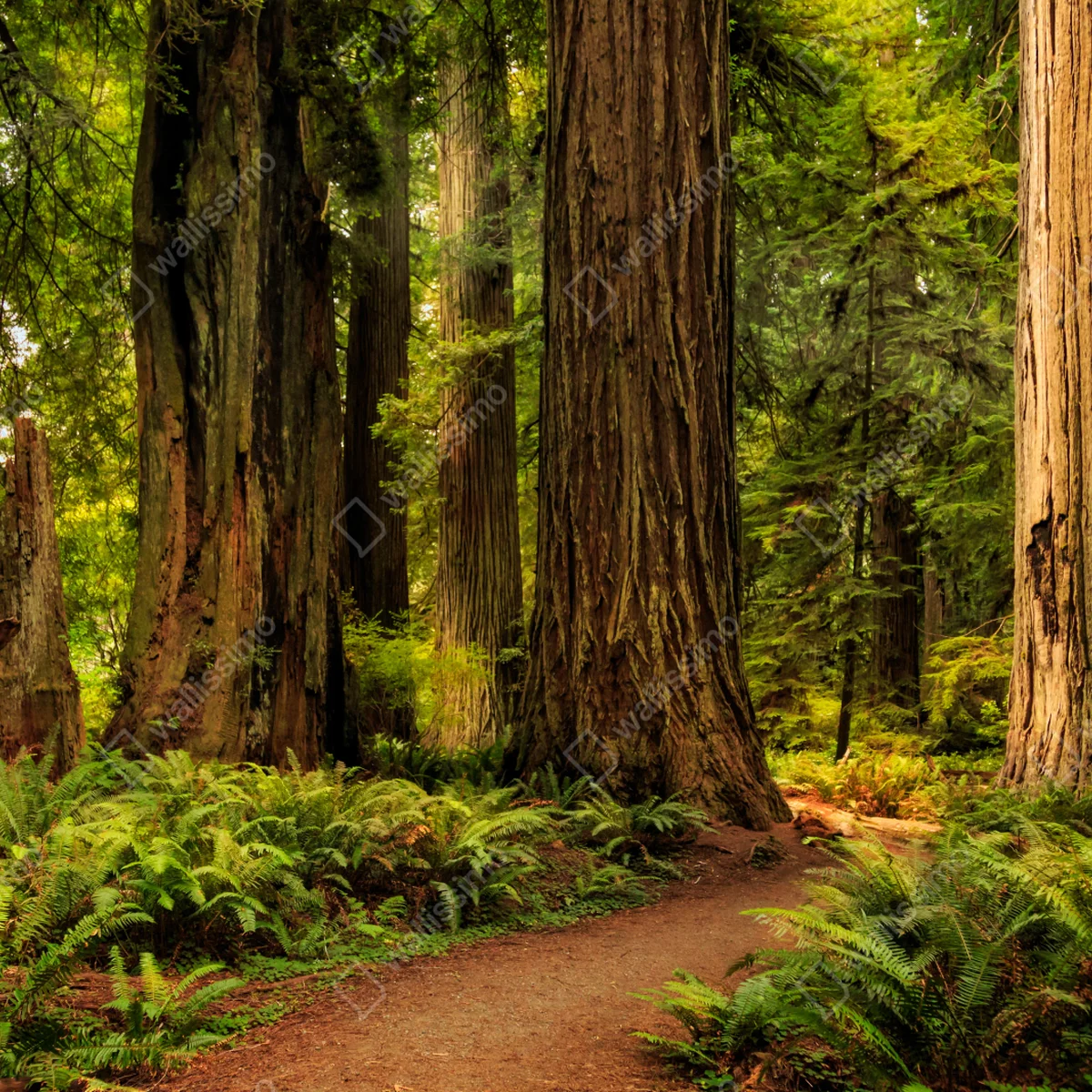 Fensteraufkleber Kalifornien mammutbäume waldweg Fensteraufkleber Kalifornien mammutbäume waldweg