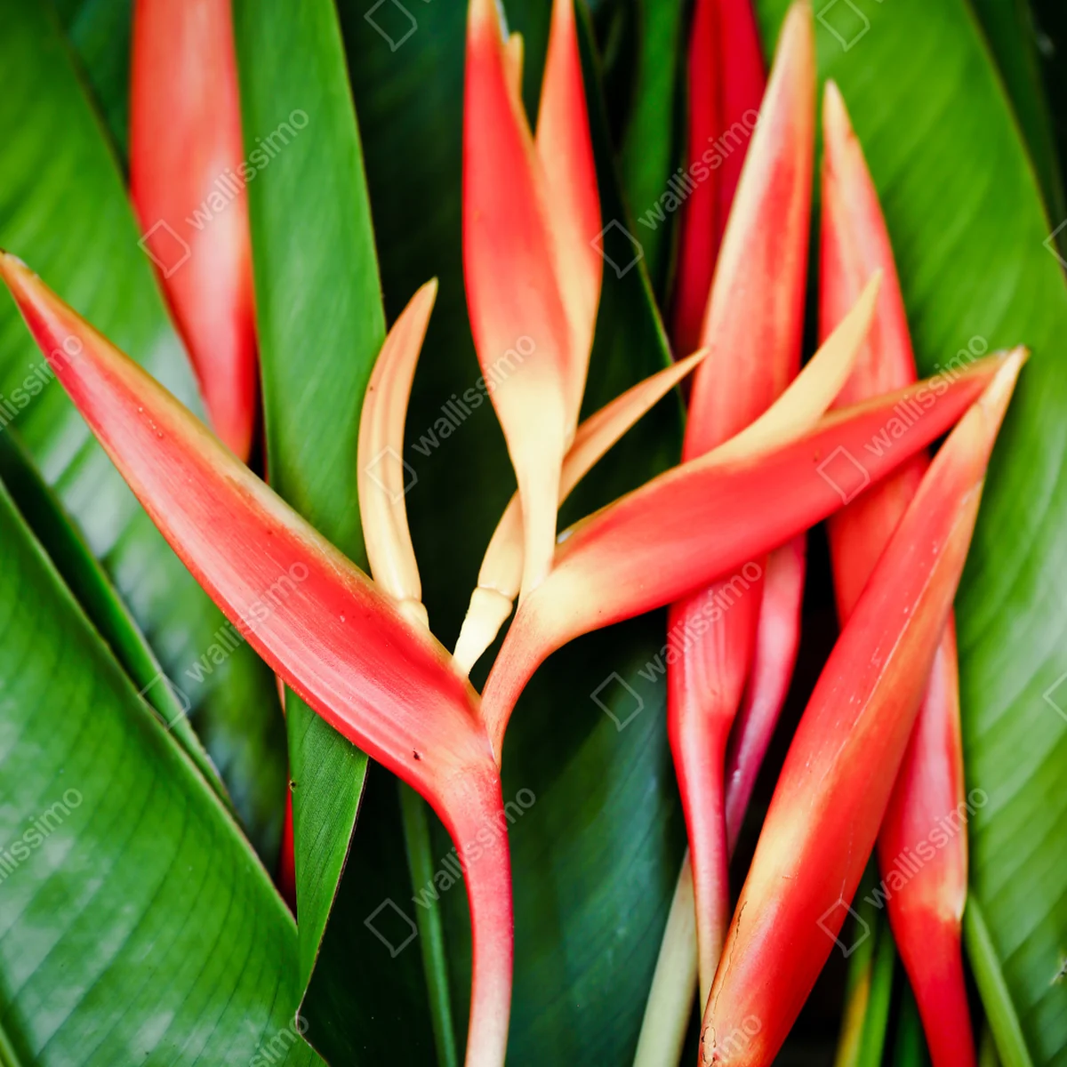 Poster leuchtende tropische heliconia-blüten Poster leuchtende tropische heliconia-blüten