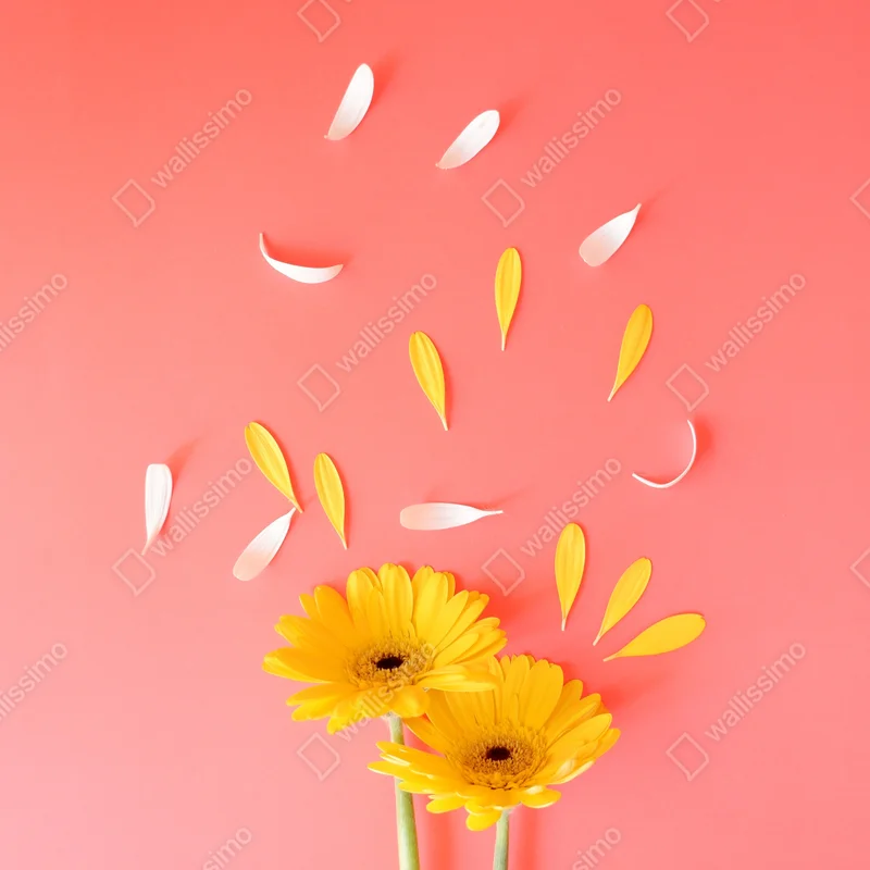 Schrankaufkleber sonnige gelbe gerbera auf korallfarbenem hintergrund Schrankaufkleber sonnige gelbe gerbera auf korallfarbenem hintergrund