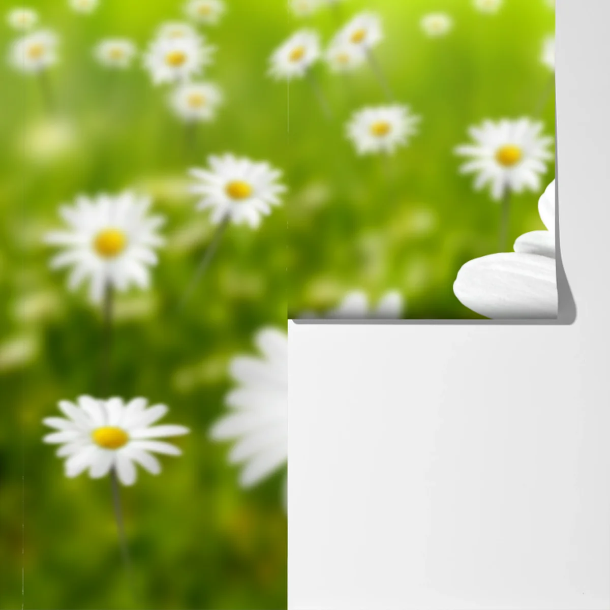 Fototapeta białe stokrotki na łące Fototapeta białe stokrotki na łące