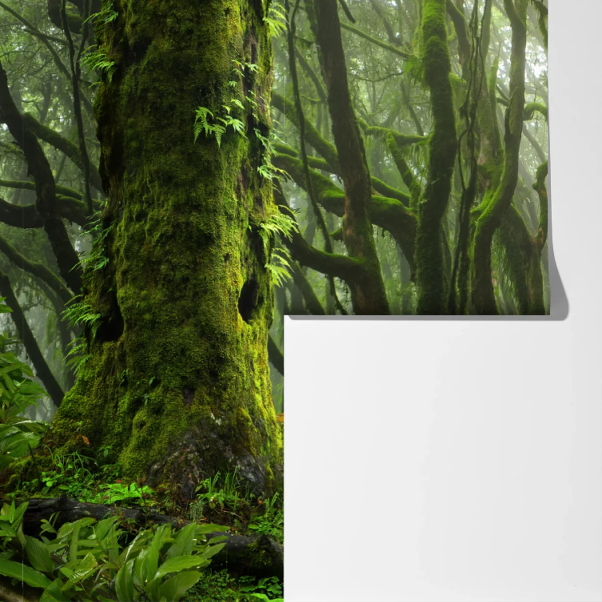 Fototapete moosiger wald mit bach im nebel Fototapete moosiger wald mit bach im nebel