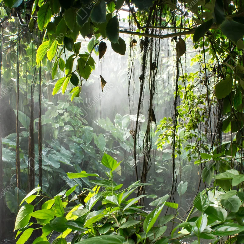 Poster Regenwald • Poster bei Wallnifity® Poster Regenwald • Poster bei Wallnifity®