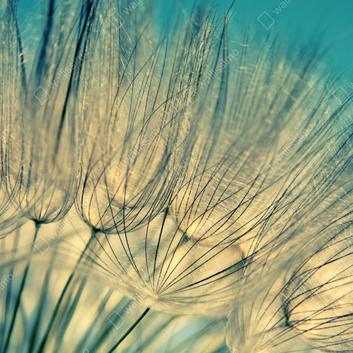 Repositionierbarer Aufkleber zarte löwenzahn-aufnahme in sanftem blau Repositionierbarer Aufkleber zarte löwenzahn-aufnahme in sanftem blau