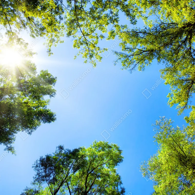 Poster Baumwipfel umrahmen den sonnigen blauen Himmel • Poster bei Wallnifity® Poster Baumwipfel umrahmen den sonnigen blauen Himmel • Poster bei Wallnifity®