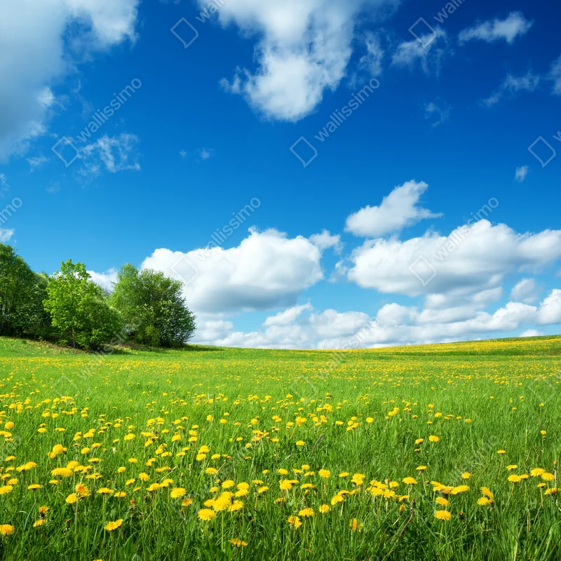 Fensteraufkleber sonnige wiese mit löwenzahn und blauem himmel Fensteraufkleber sonnige wiese mit löwenzahn und blauem himmel