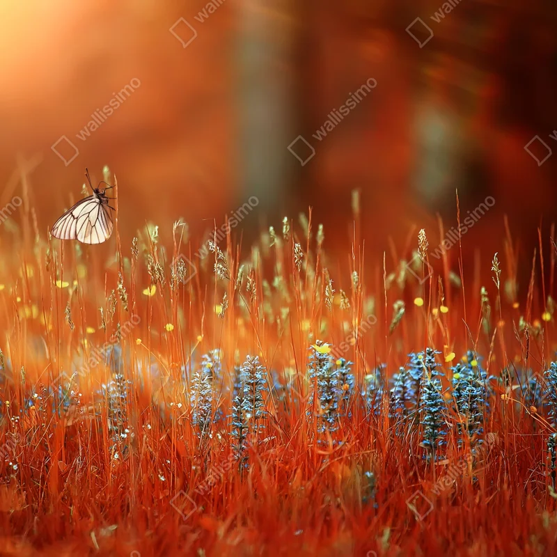 Repositionierbarer Aufkleber schmetterling auf goldener wiese Repositionierbarer Aufkleber schmetterling auf goldener wiese