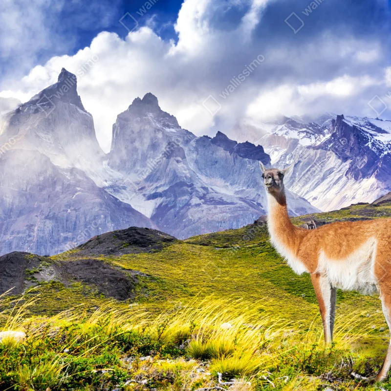 Fensteraufkleber Torres del Paine Patagonia landschaft mit guanako Fensteraufkleber Torres del Paine Patagonia landschaft mit guanako