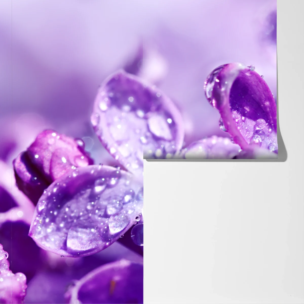 Fototapete lila fliederblüte mit tau Fototapete lila fliederblüte mit tau