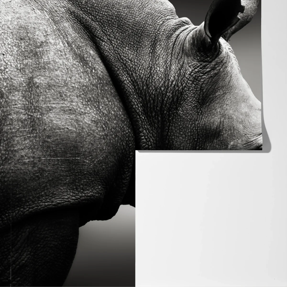 Fototapeta majestatyczny portret nosorożca Fototapeta majestatyczny portret nosorożca