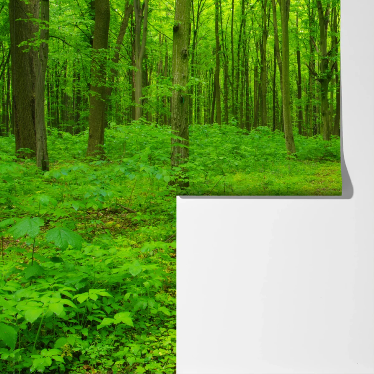 Fototapeta spokojna zielona leśna ścieżka Fototapeta spokojna zielona leśna ścieżka