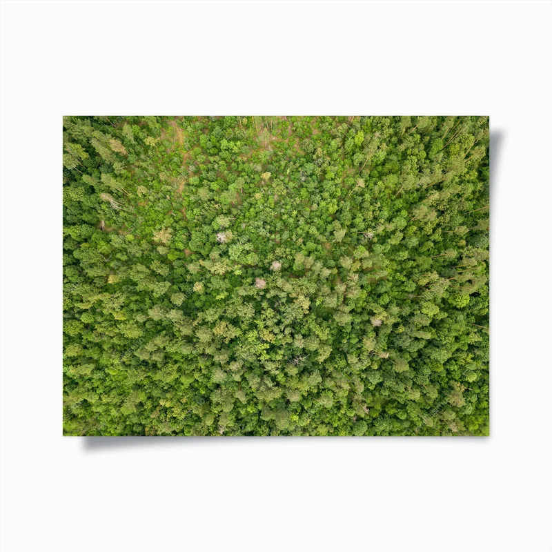 Poster Grüner Nadelwald im Sommer. Drohnenblick aus der Luft. • Poster bei Wallnifity® Poster Grüner Nadelwald im Sommer. Drohnenblick aus der Luft. • Poster bei Wallnifity®