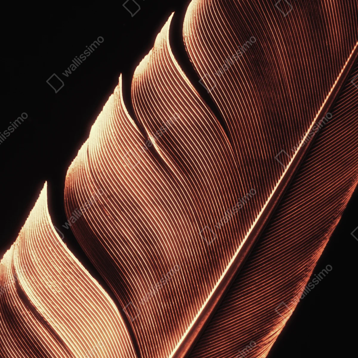 Poster goldene feder makro vor schwarzem hintergrund Poster goldene feder makro vor schwarzem hintergrund