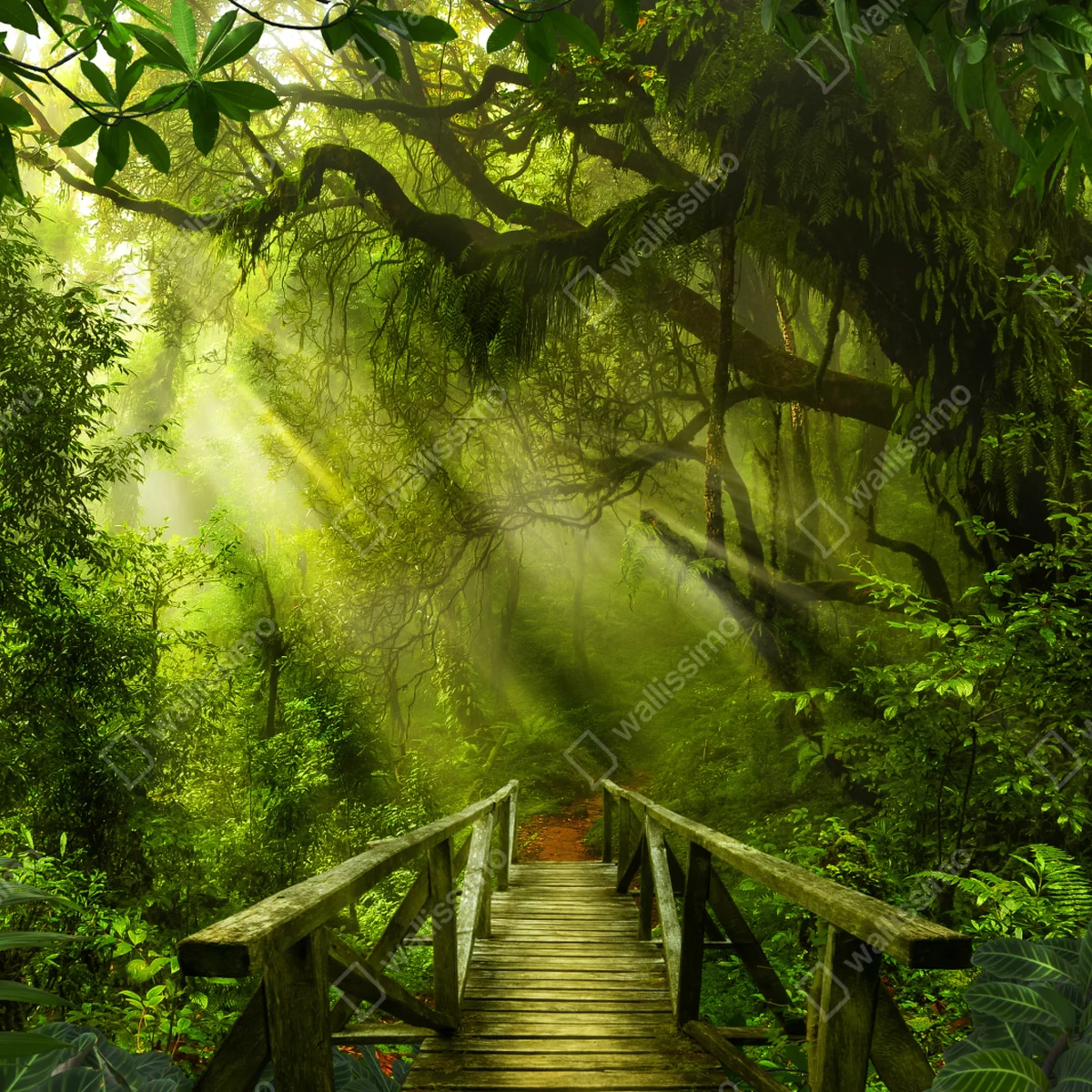 Fototapeta słoneczna leśna ścieżka Fototapeta słoneczna leśna ścieżka