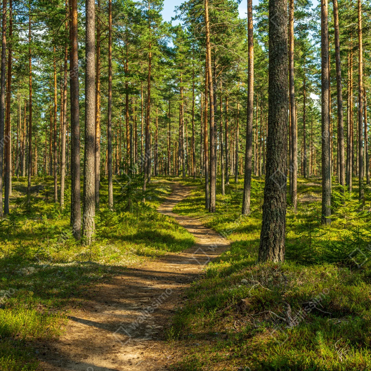 Fototapete sonniger kiefernwaldweg Fototapete sonniger kiefernwaldweg