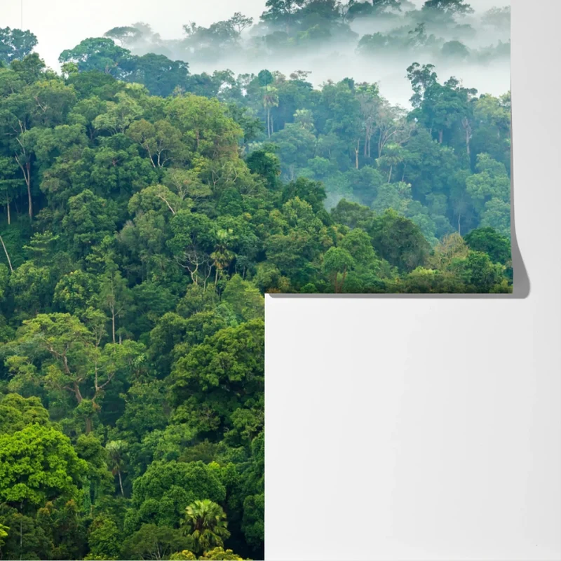 Fototapeta poranna mgła nad lasem Kaeng Krachan Fototapeta poranna mgła nad lasem Kaeng Krachan