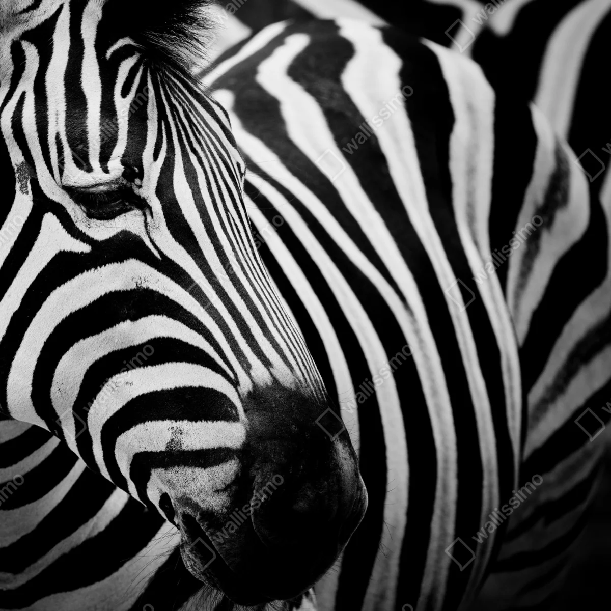 Repositionierbarer Aufkleber zebra in monochromen streifen Repositionierbarer Aufkleber zebra in monochromen streifen