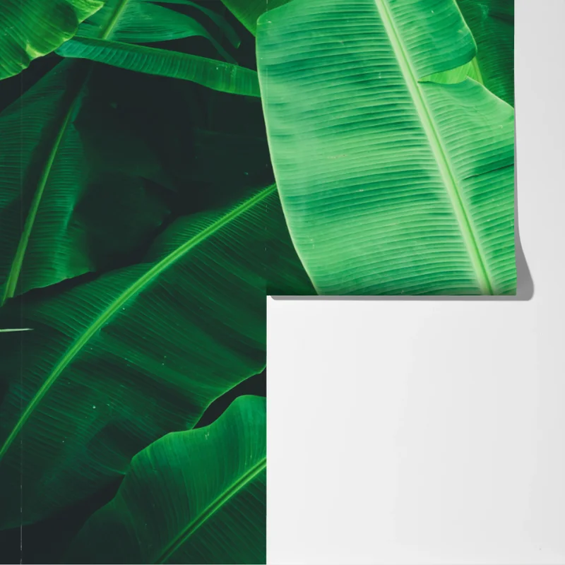 Fototapeta tropikalne liście bananowca Fototapeta tropikalne liście bananowca