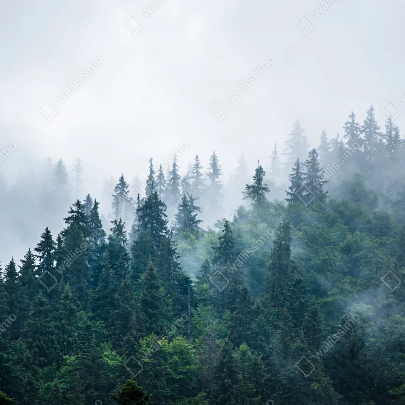 Fototapete nebliger nadelwald Fototapete nebliger nadelwald