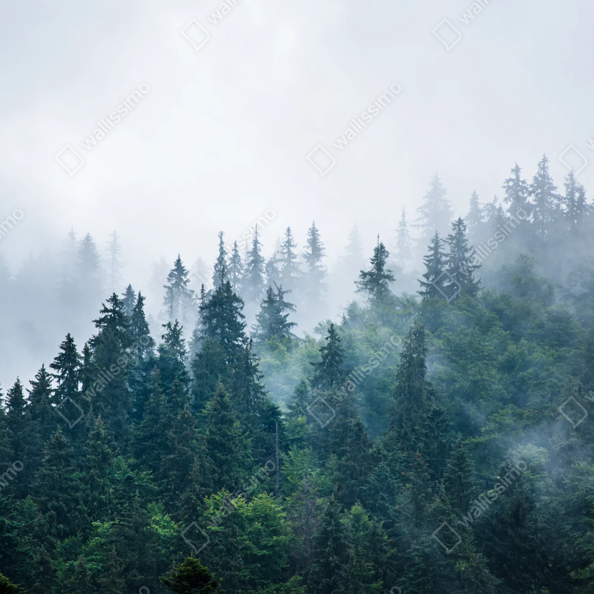 Fototapete nebliger nadelwald Fototapete nebliger nadelwald