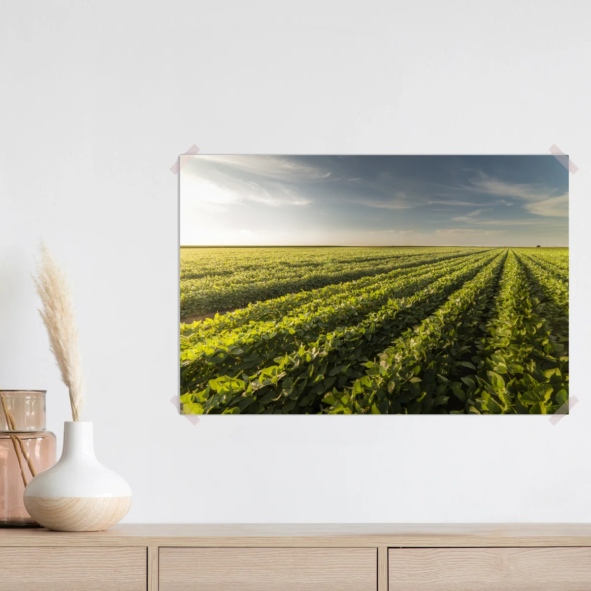 Poster sonnenbeschienenes sojafeld bei sonnenuntergang Poster sonnenbeschienenes sojafeld bei sonnenuntergang