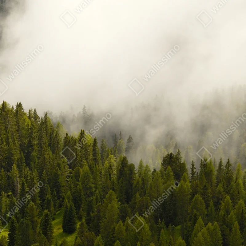 Repositionierbarer Aufkleber nebliger nadelwald im morgengrauen Repositionierbarer Aufkleber nebliger nadelwald im morgengrauen