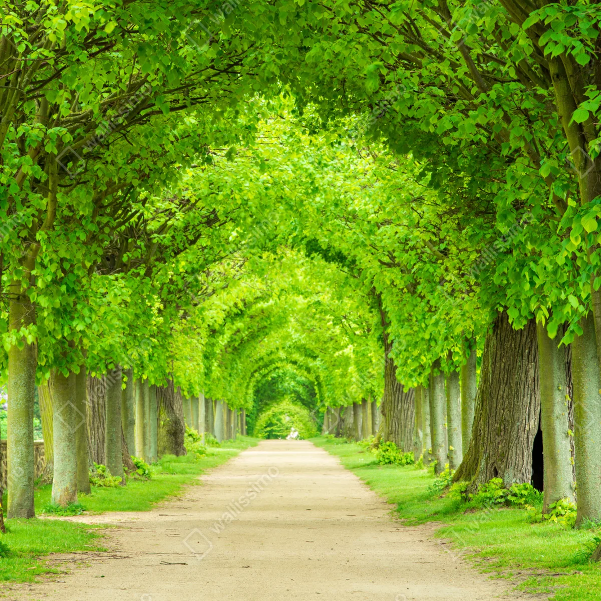 Fensteraufkleber grüner baumtunnel Fensteraufkleber grüner baumtunnel
