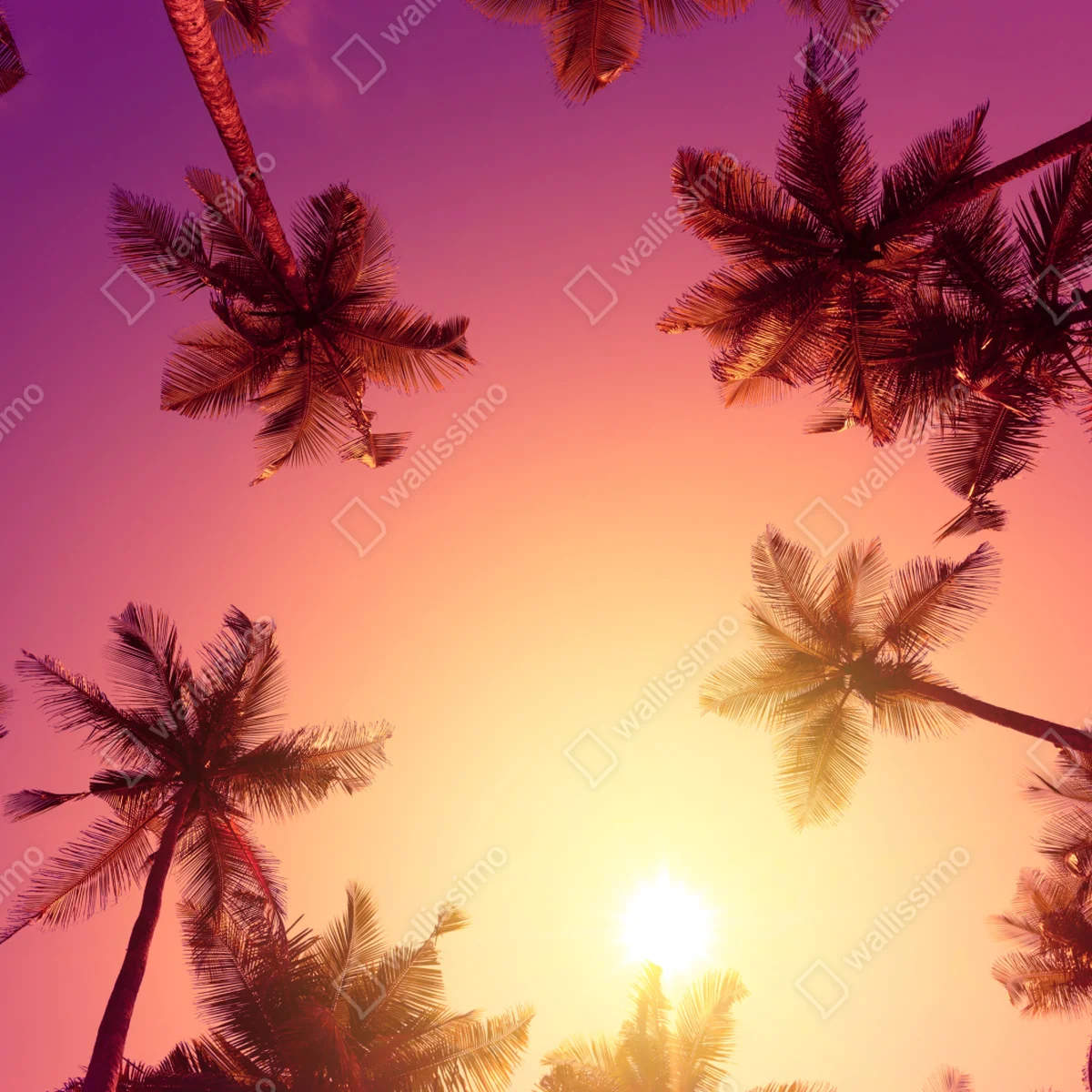 Fototapeta tropikalny zachód słońca z sylwetkami palm Fototapeta tropikalny zachód słońca z sylwetkami palm