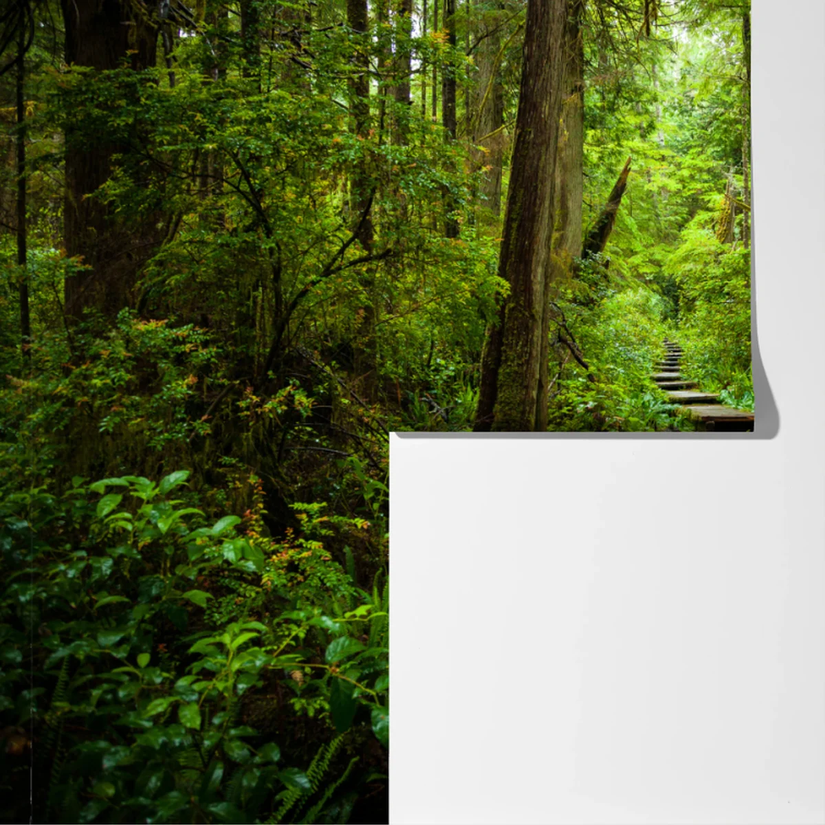 Fototapeta spokojna leśna kładka Fototapeta spokojna leśna kładka