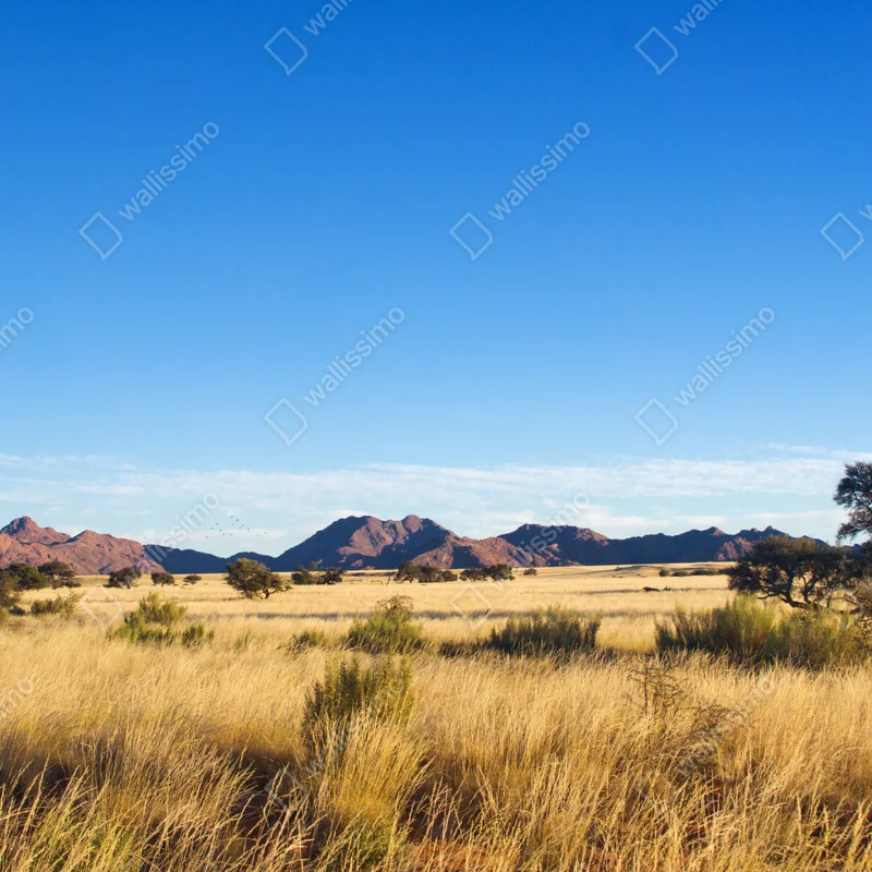 Leinwandbild ruhige savannenlandschaft unter klarem blauem himmel Leinwandbild ruhige savannenlandschaft unter klarem blauem himmel