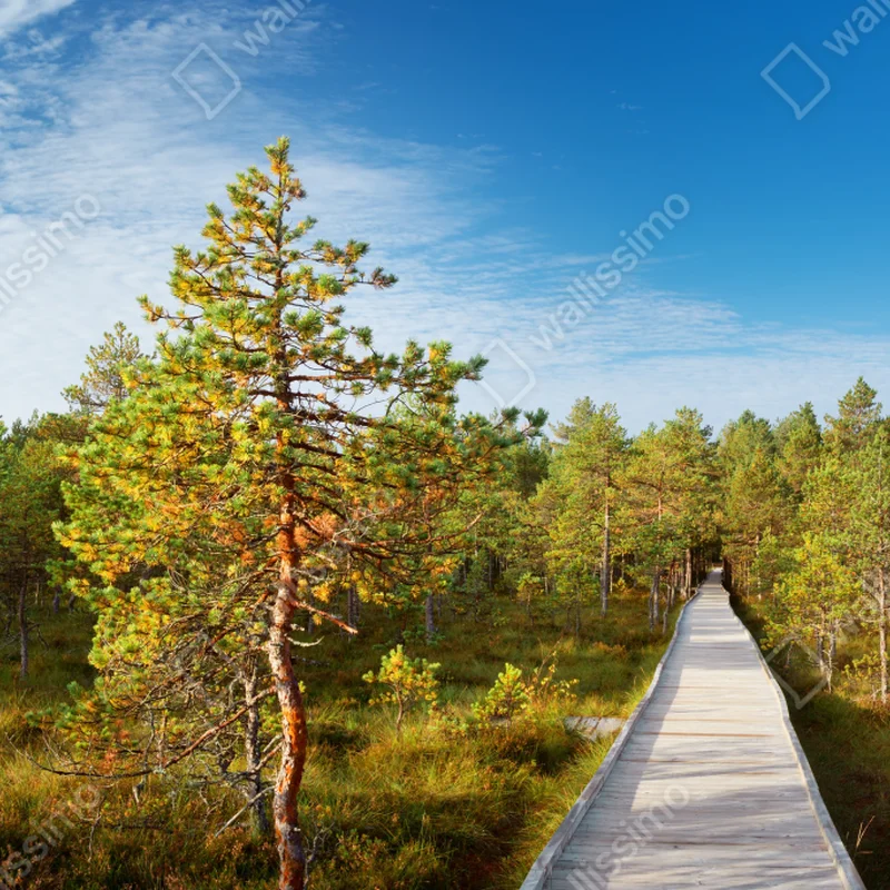 Laptop-Aufkleber sonniger steg durch den kiefernwald Laptop-Aufkleber sonniger steg durch den kiefernwald