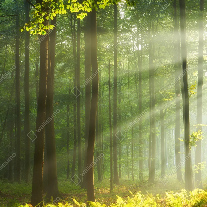 Repositionierbarer Aufkleber sonniger morgenwald Repositionierbarer Aufkleber sonniger morgenwald