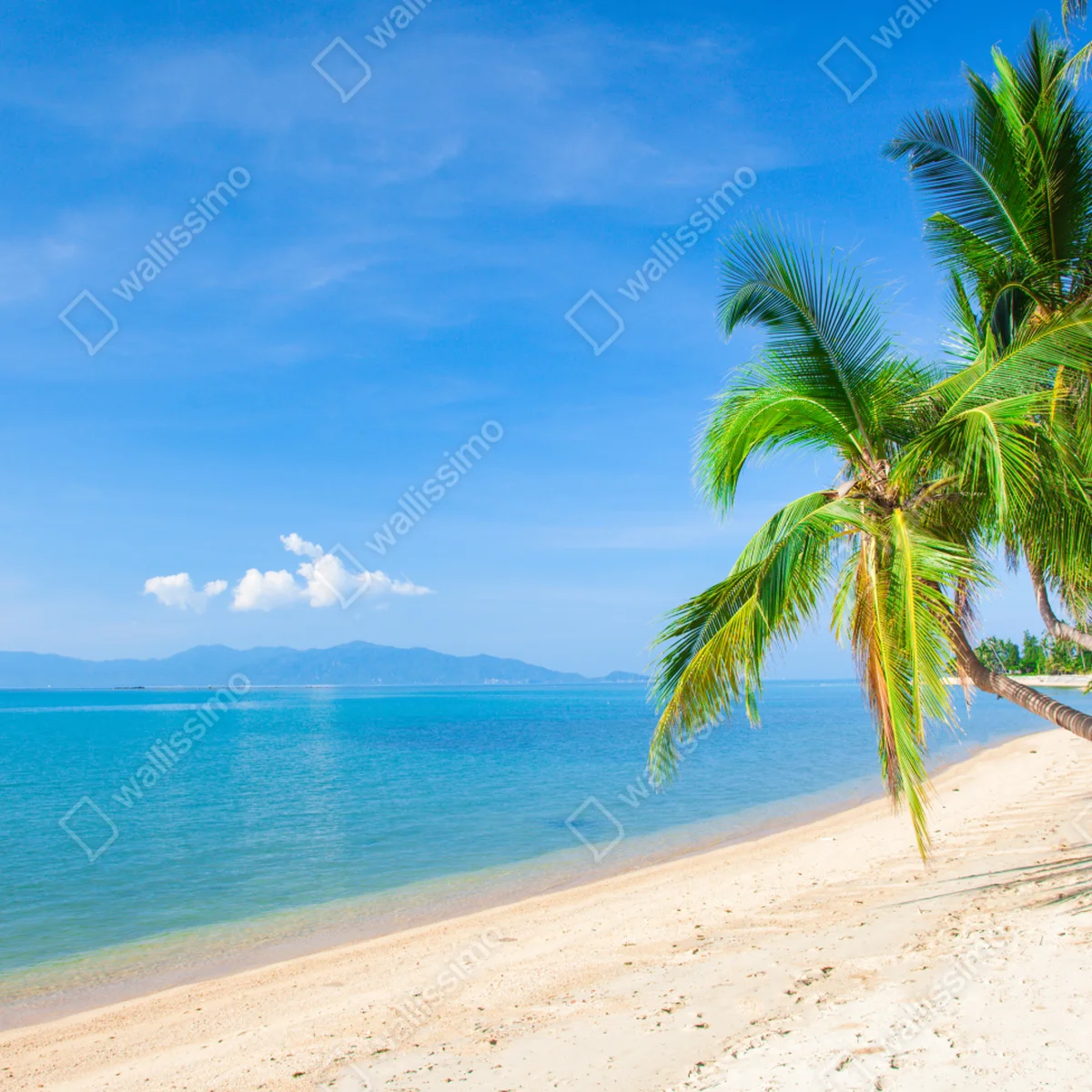 Fototapeta tropikalna plaża z palmami Fototapeta tropikalna plaża z palmami