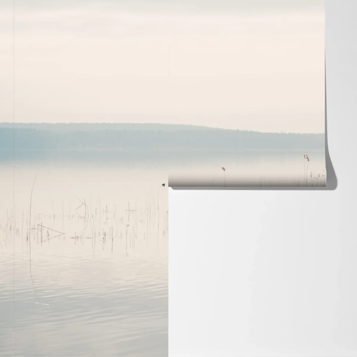 Fototapete ruhige schilfzone am see Fototapete ruhige schilfzone am see