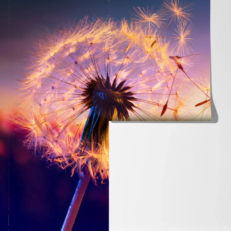 Fototapete goldener löwenzahn bei sonnenuntergang Fototapete goldener löwenzahn bei sonnenuntergang