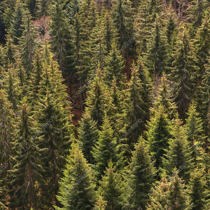 Poster Nadelbäume und ihre Wipfel im Schwarzwald • Poster bei Wallnifity® Poster Nadelbäume und ihre Wipfel im Schwarzwald • Poster bei Wallnifity®