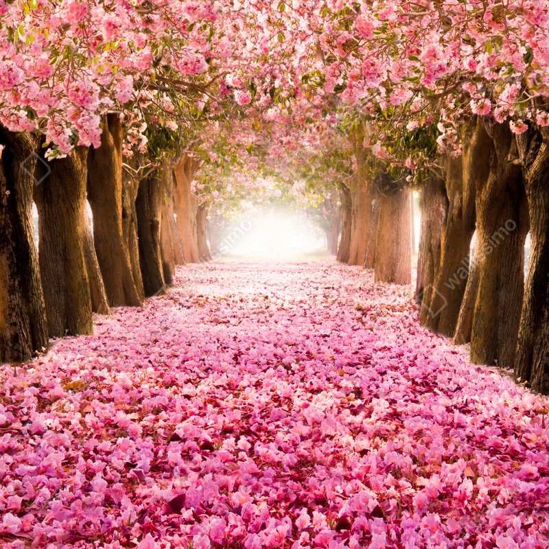 Fensteraufkleber rosa blütenallee unter kirschbäumen Fensteraufkleber rosa blütenallee unter kirschbäumen