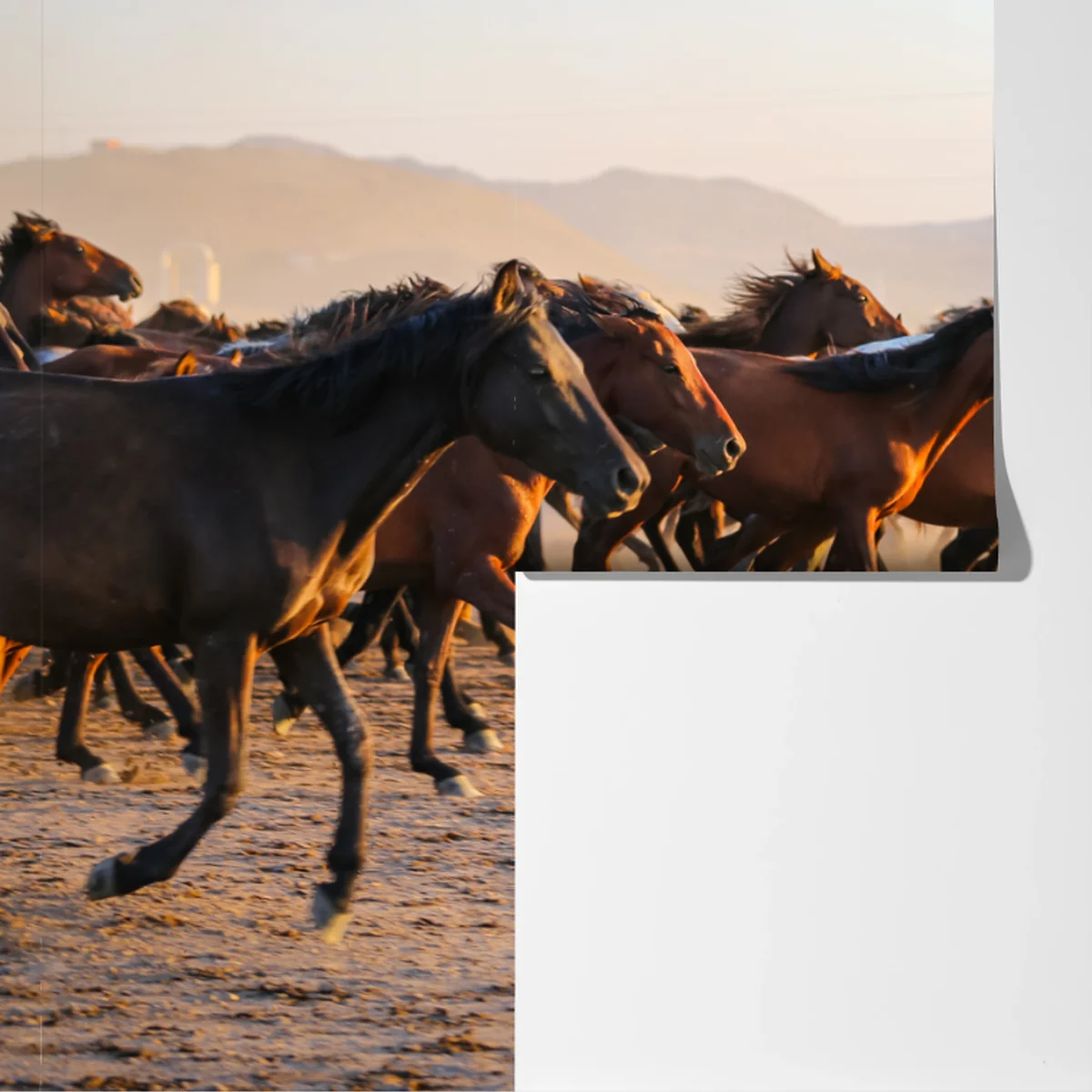 Fototapete yilki pferde galoppieren auf dem feld in Kayseri Fototapete yilki pferde galoppieren auf dem feld in Kayseri