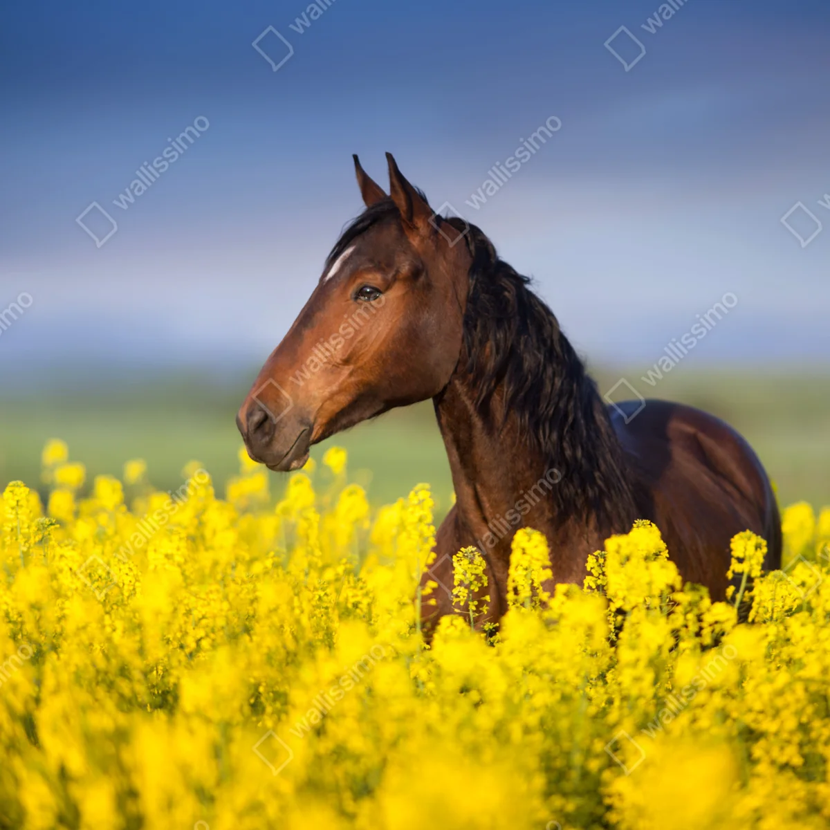 Fototapete braunes pferd im gelben rapsfeld Fototapete braunes pferd im gelben rapsfeld