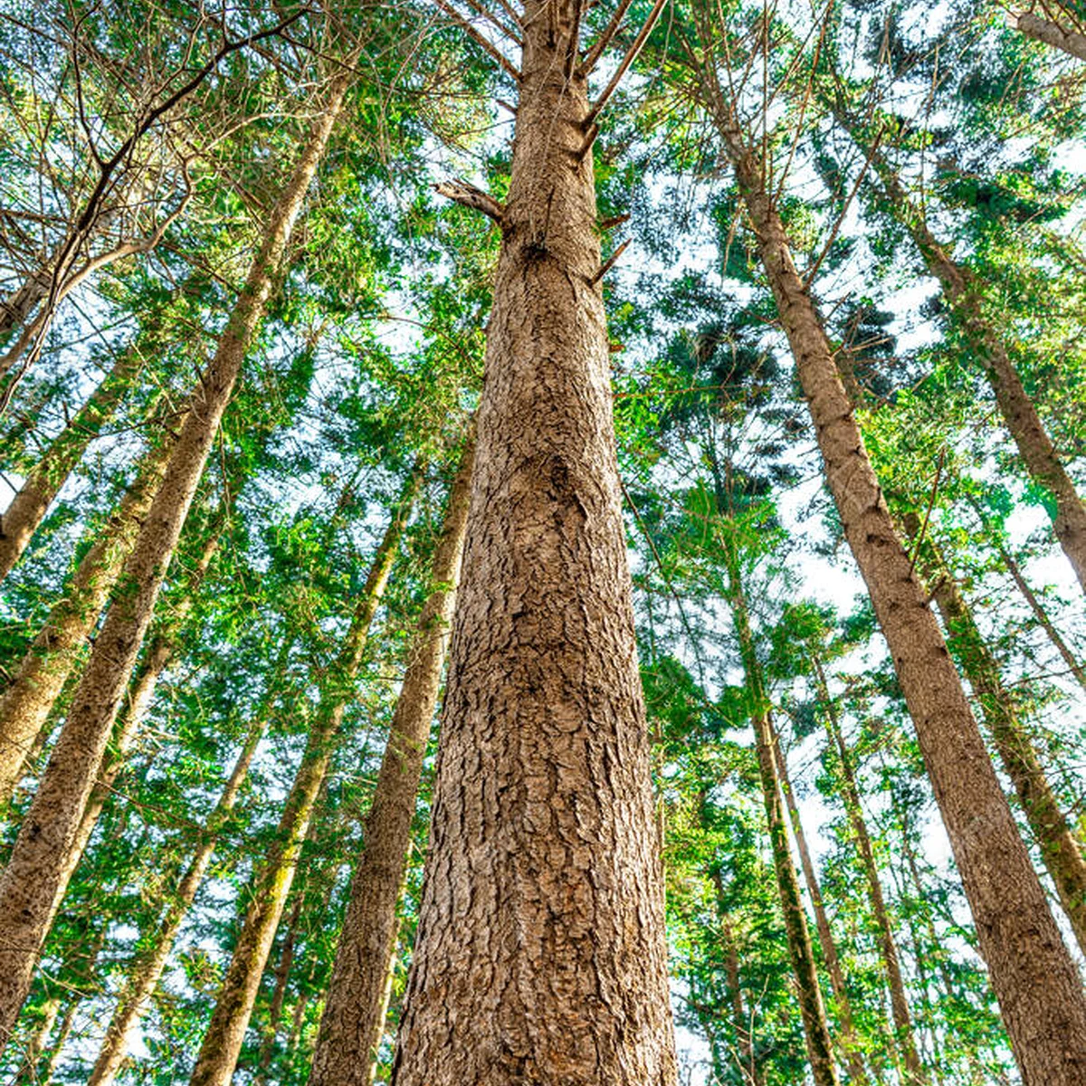 Poster Eine vertikale Perspektive fängt hoch aufragende Bäume ein, die sich in den Himmel strecken. Hochwertiges Foto • Poster bei Wallnifity® Poster Eine vertikale Perspektive fängt hoch aufragende Bäume ein, die sich in den Himmel strecken. Hochwertiges Foto • Poster bei Wallnifity®