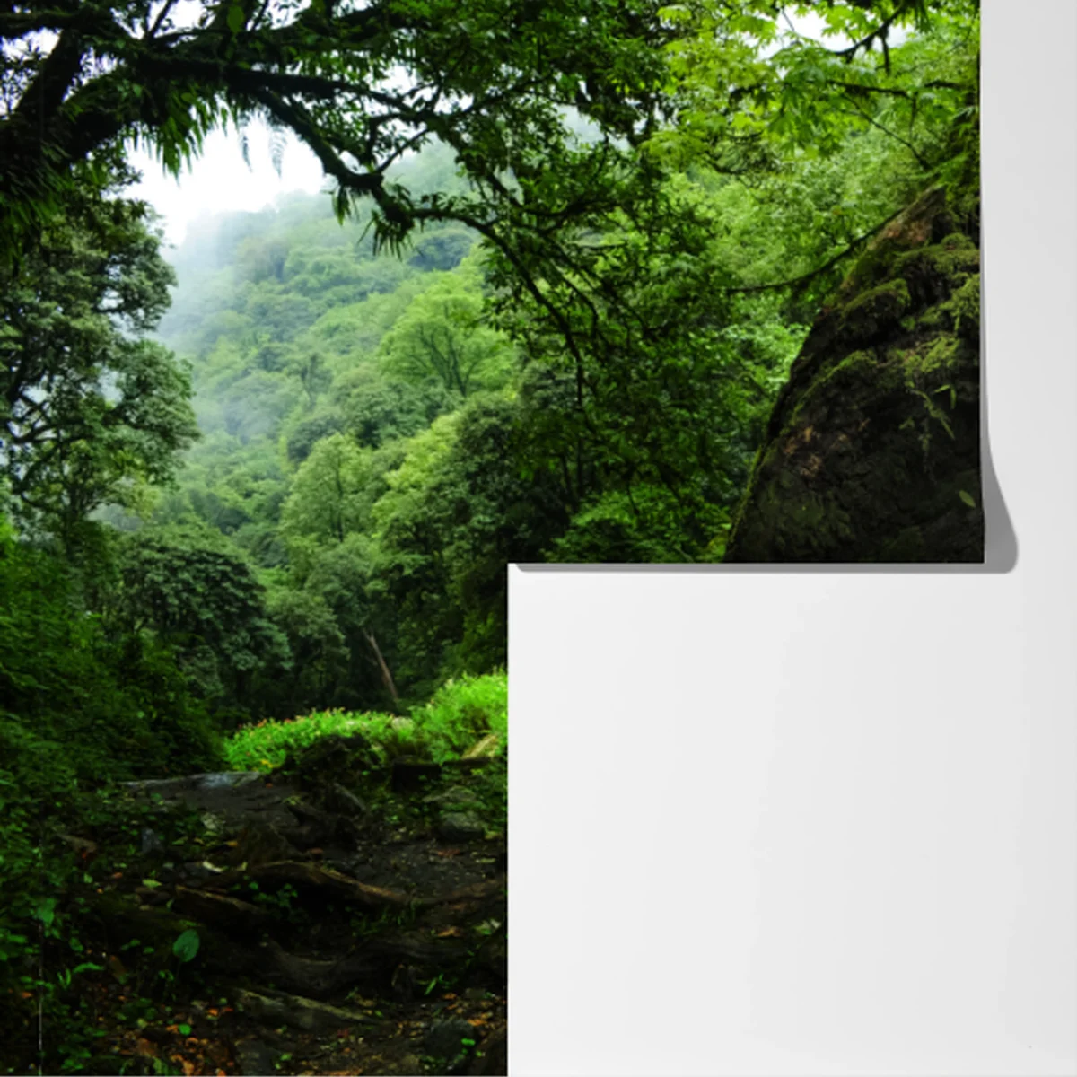 Fototapeta mszysty leśny strumień panorama Fototapeta mszysty leśny strumień panorama