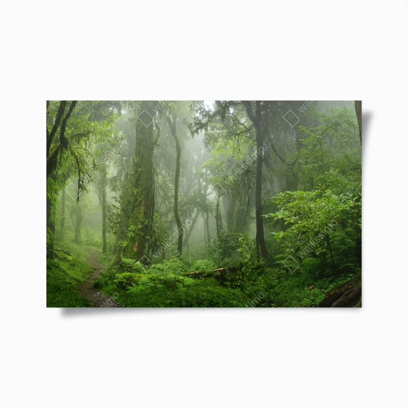 Poster nebliger tropischer dschungelpfad • Poster bei Wallnifity® Poster nebliger tropischer dschungelpfad • Poster bei Wallnifity®