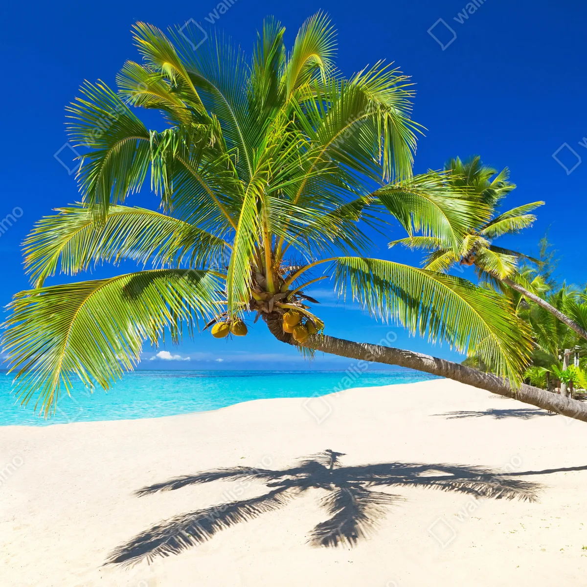 Repositionierbarer Aufkleber Andamansee tropischer strand mit geneigter palme Repositionierbarer Aufkleber Andamansee tropischer strand mit geneigter palme