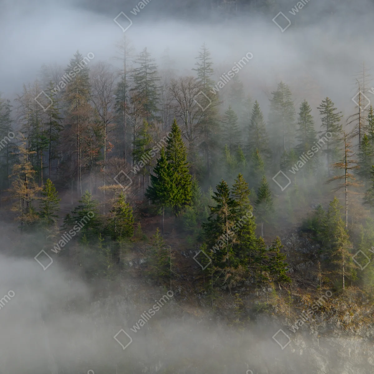 Fototapeta mglisty górski las Fototapeta mglisty górski las