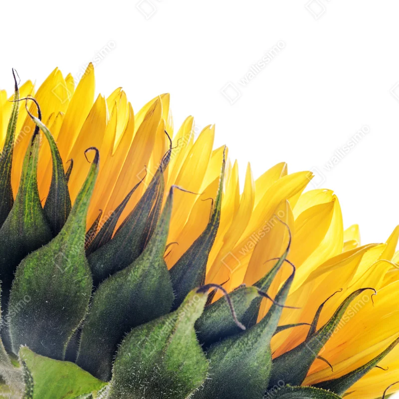 Poster sonnenblume in der ecke auf weißem hintergrund Poster sonnenblume in der ecke auf weißem hintergrund