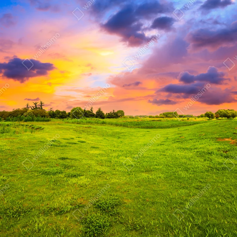 Fototapete sonnenuntergang über grüner wiese Fototapete sonnenuntergang über grüner wiese